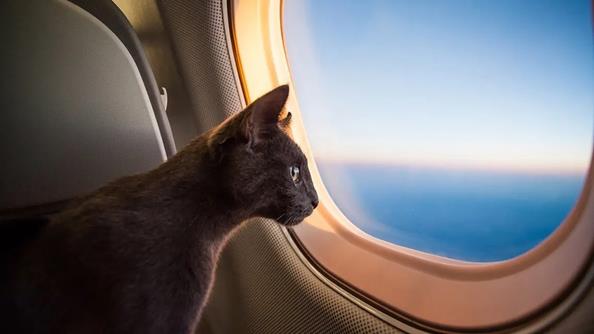 Etihad Airways: перевозка животных в салоне самолета (PETC)