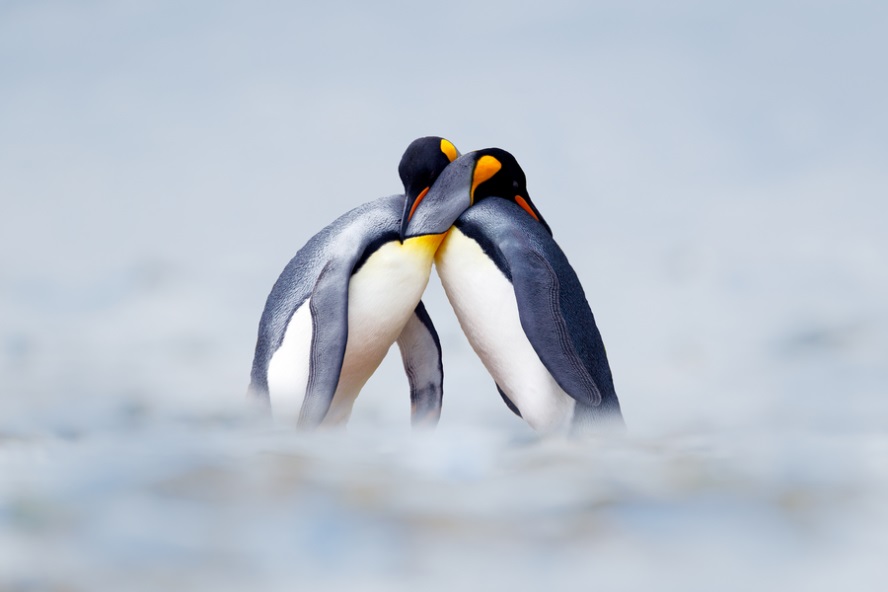 Если в Антарктику к пингвинам, то только c «АРТ-ТУР» 